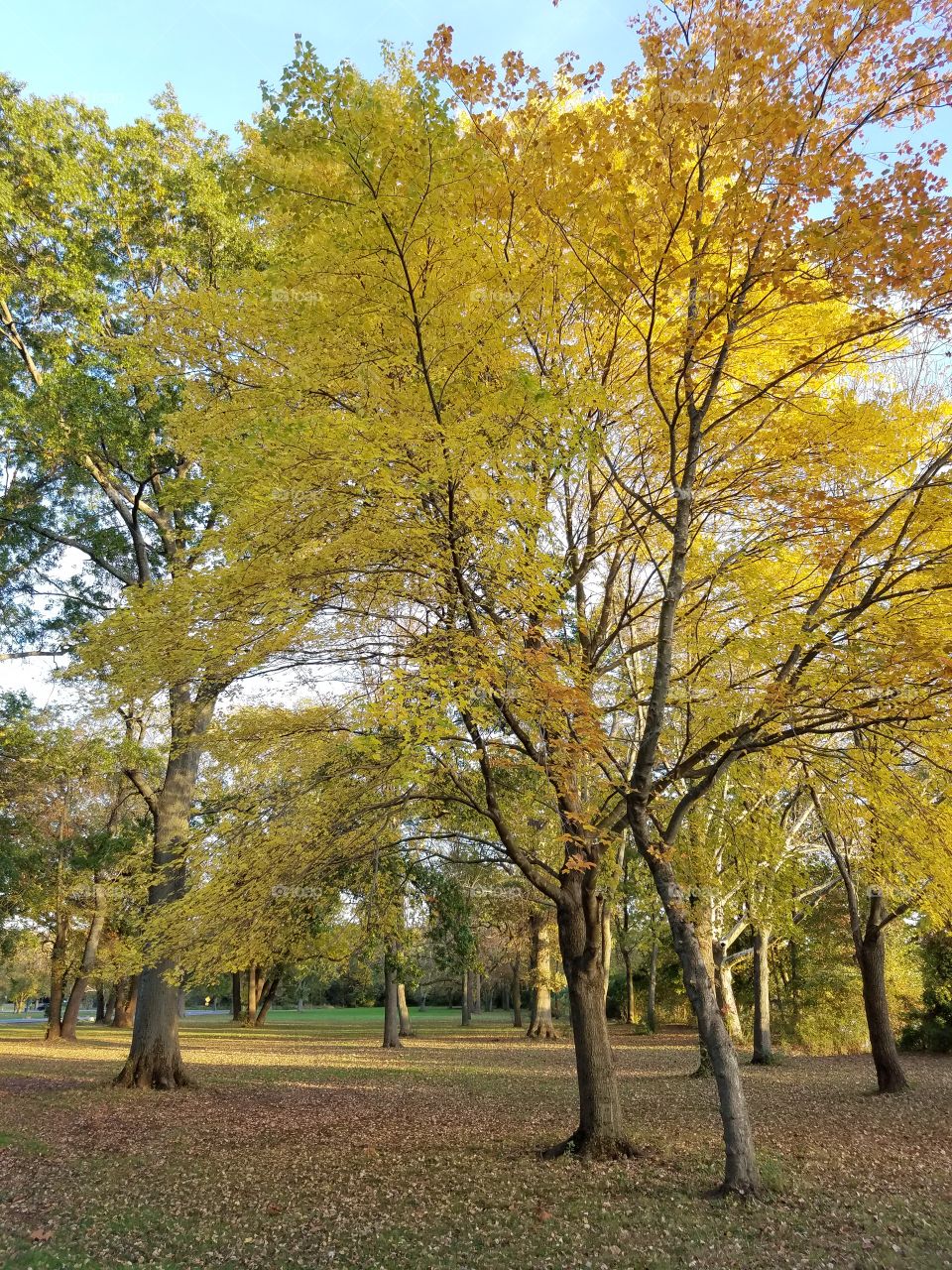 Autumn park