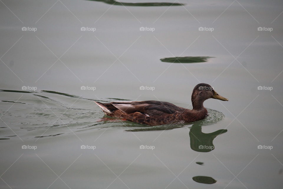 A wild duck male on the water of the Danube river