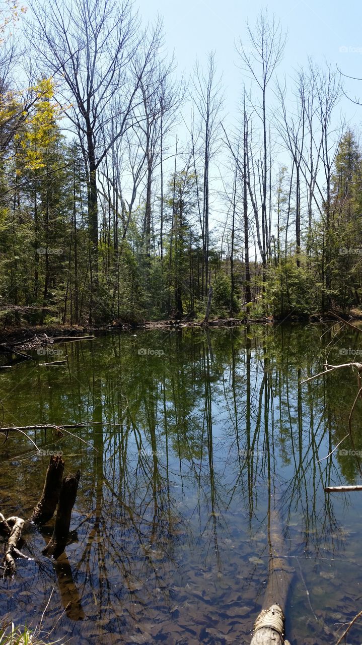 Backyard Pond . Beautiful natural pond I found exploring the woods in my backyard! 