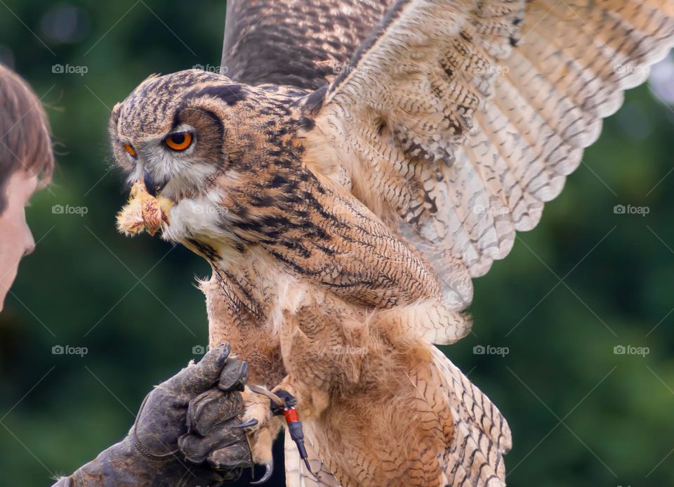 A man handling his pet owl