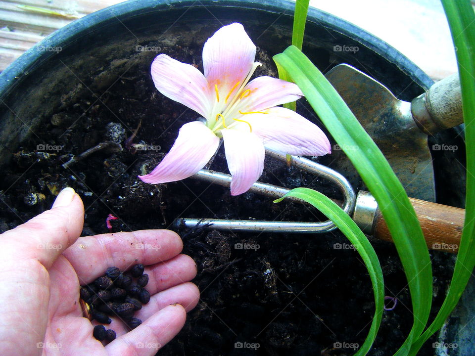 Spring Flower Sowing