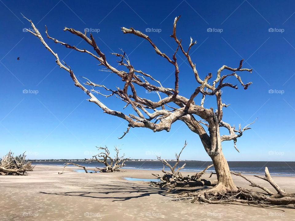 Driftwood 
