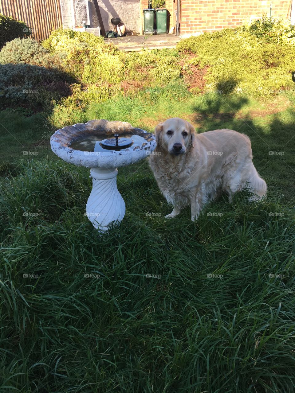 Nocas (Golden Retriever)