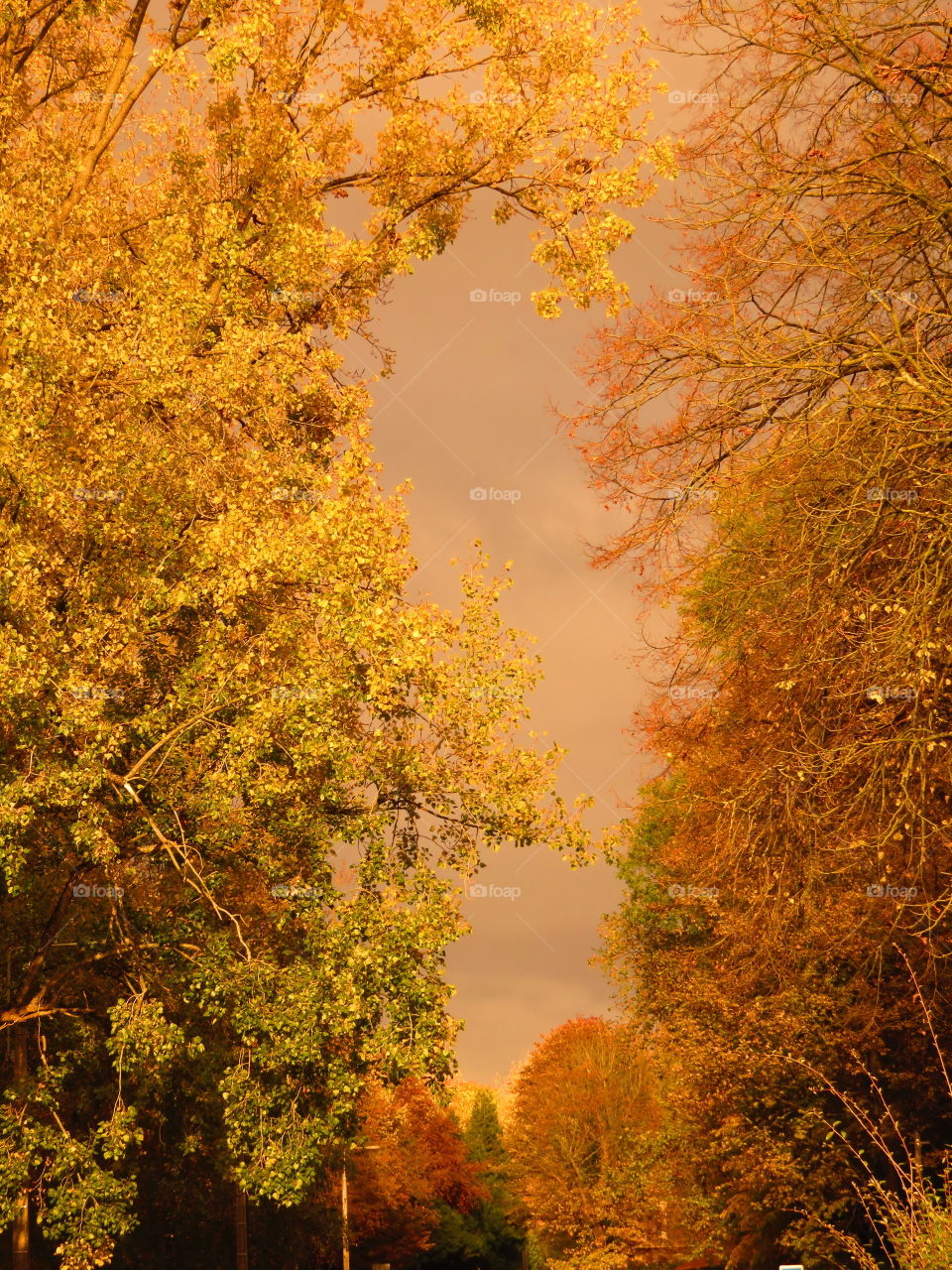 Autumn trees at day