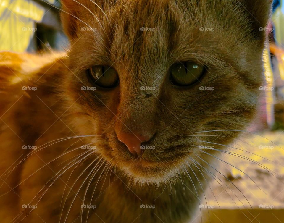 potrait of catty; so inquisitive