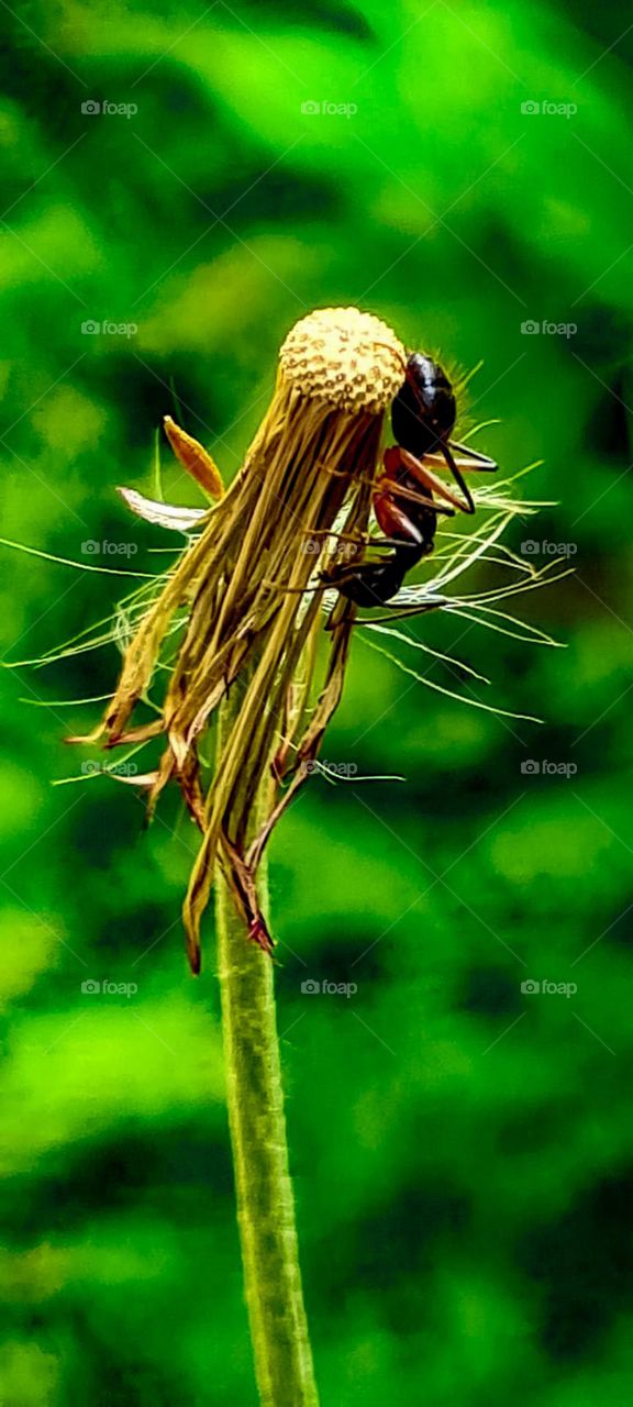 The Insects in My Garden: Ants
Os insetos no meu jardim: formigas