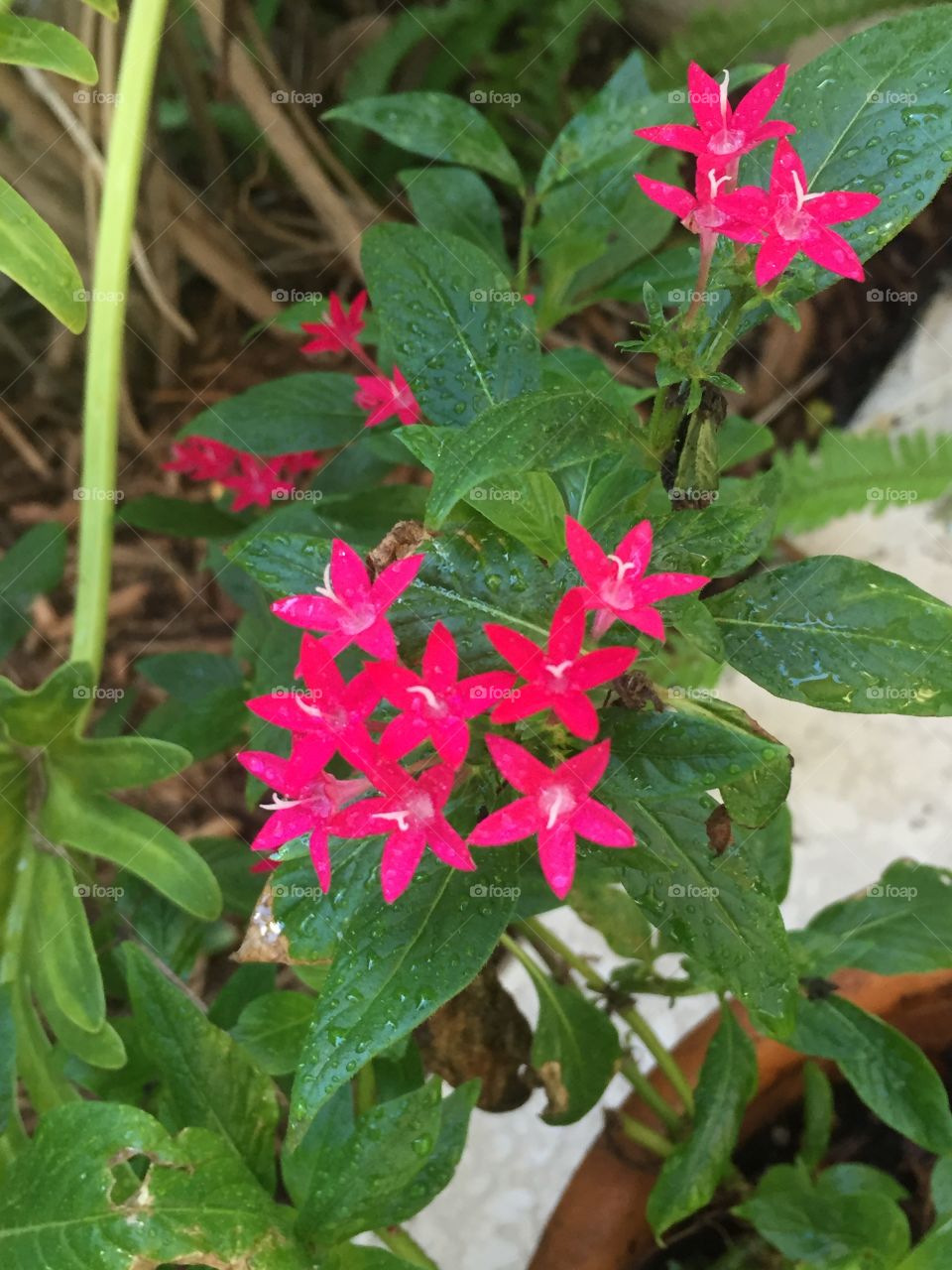 Palm Beach Flowers