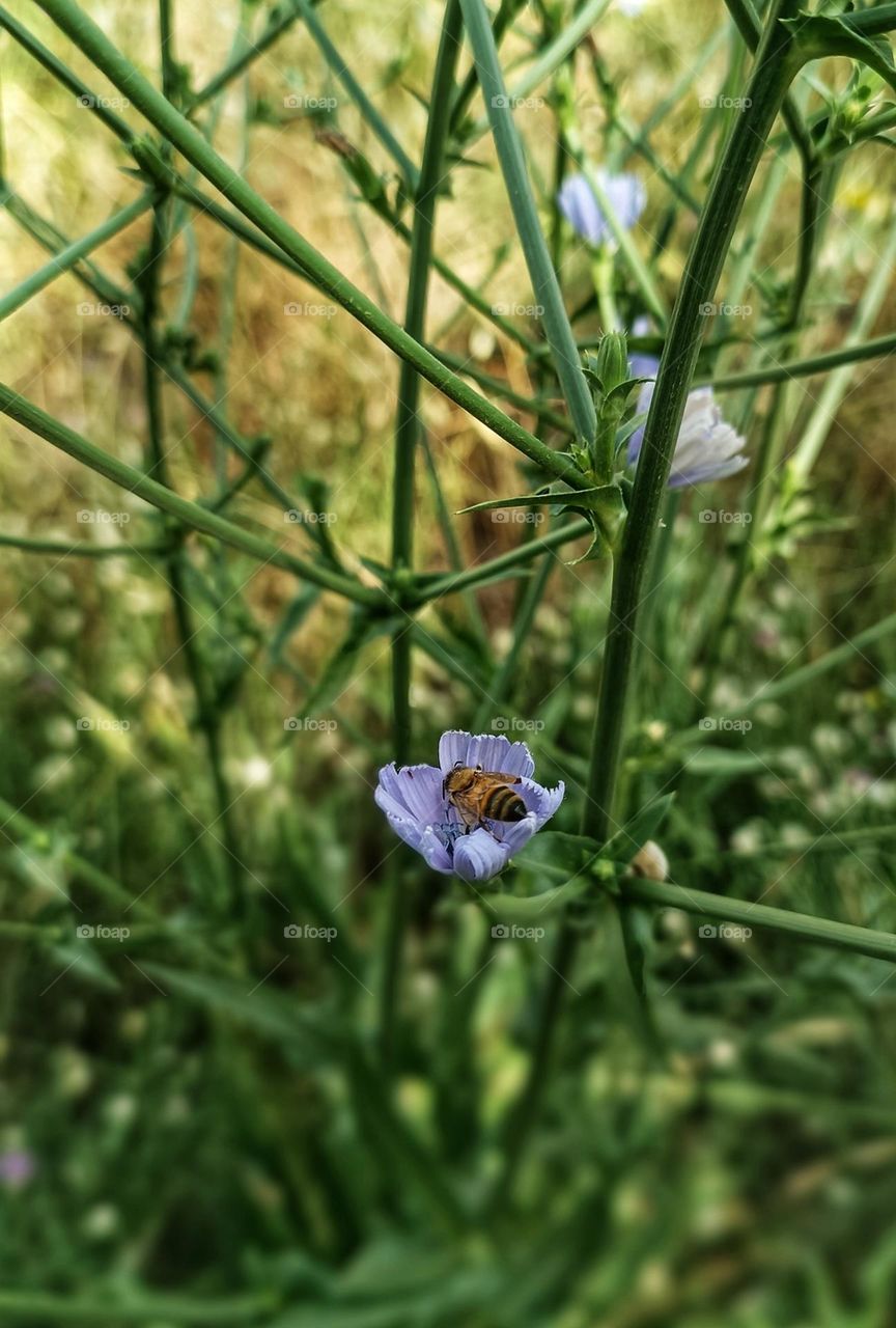 Yellow bee sat on the flower with a soft buzz, as if its heart had something to say to the purple flower. For a moment, amidst nature, everything dissolved into the embrace of peace, flower, bee, grass, all in the loving harmony of the universe.