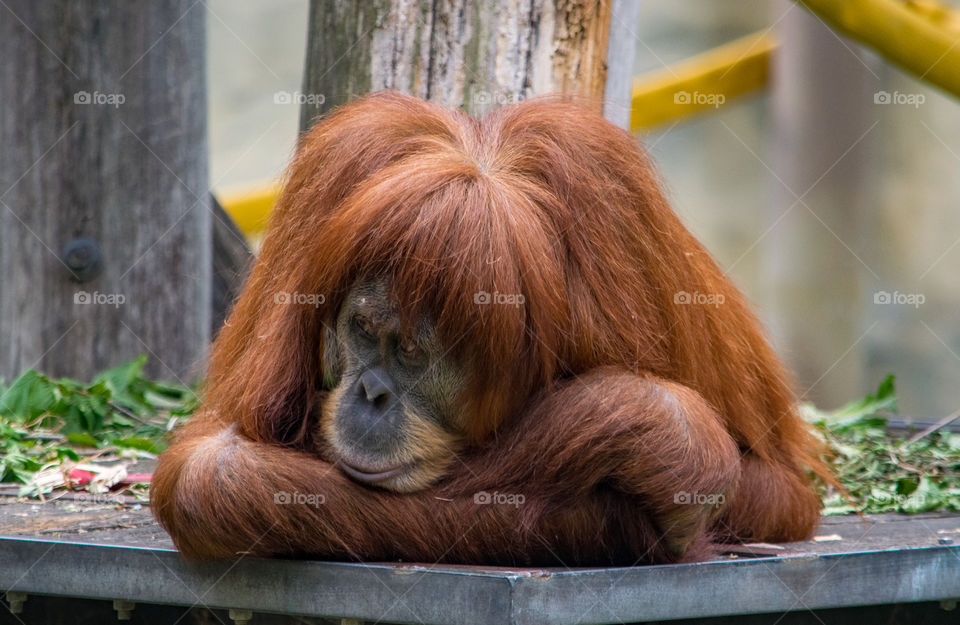 orangutan resting on platform in nature reserve