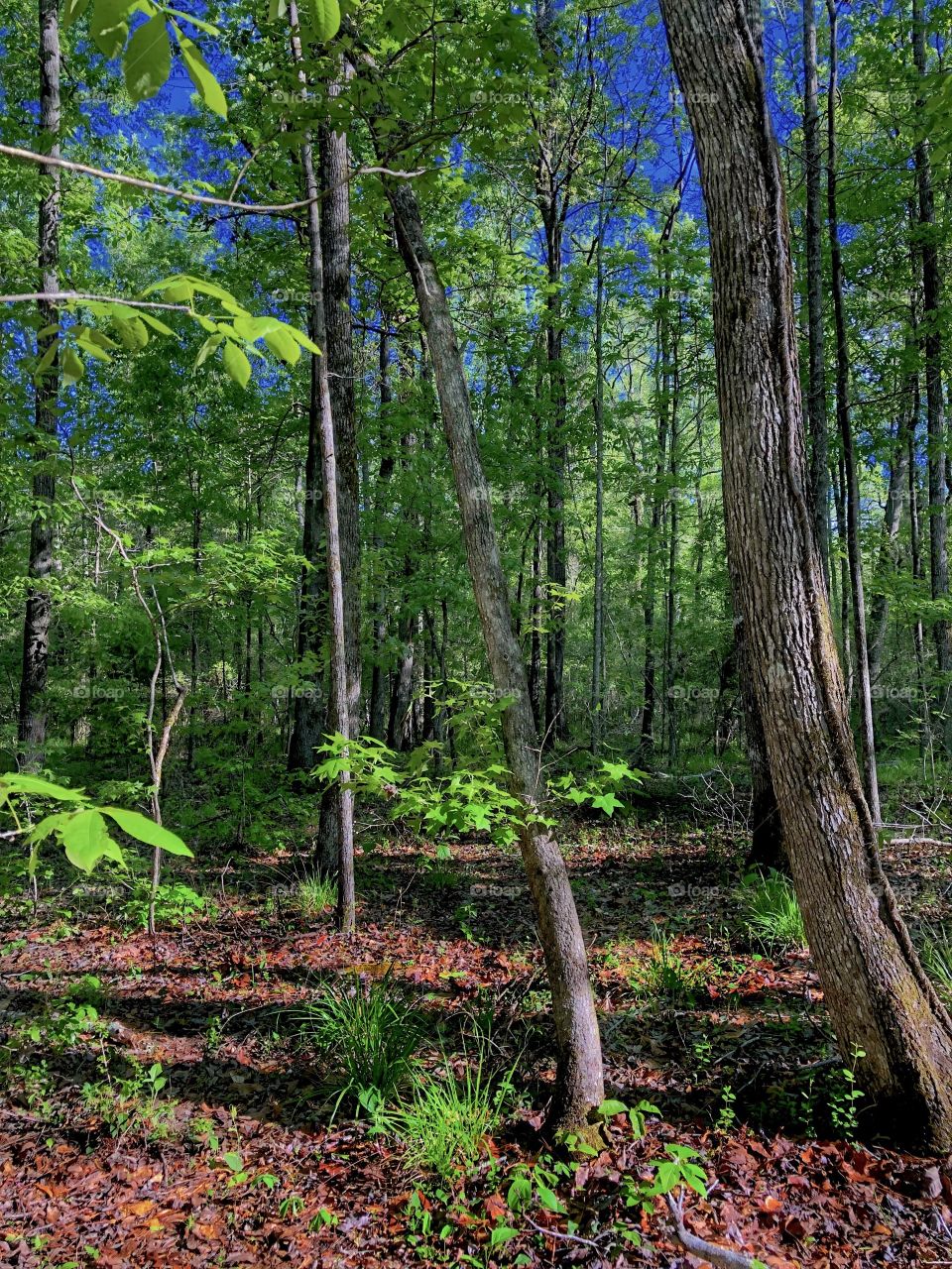 Walk In The Forest