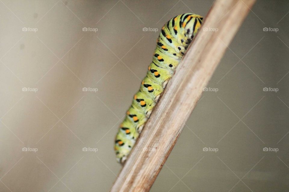 caterpillar