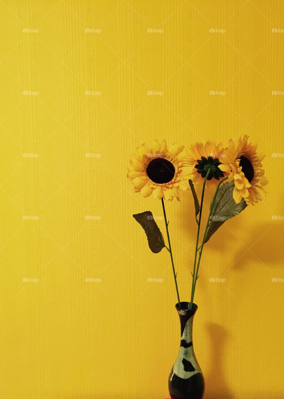 Three sunflowers against yellow wall