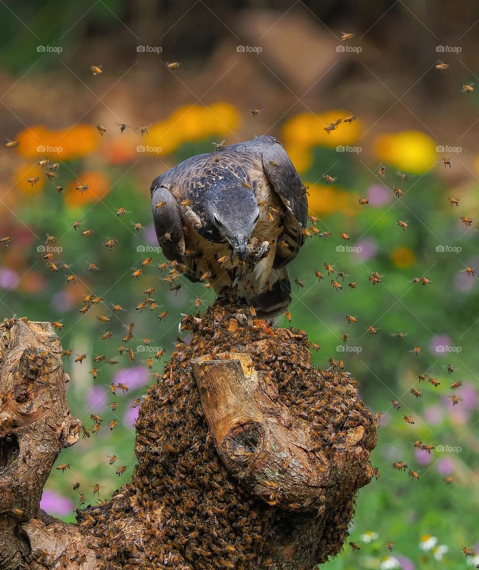 War between bees and eagle bird