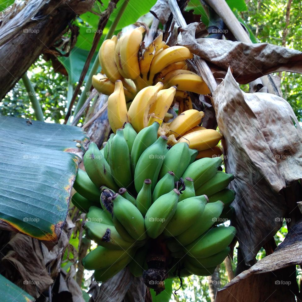 Ripe bananas on the tree are partly eaten by fruit predators
