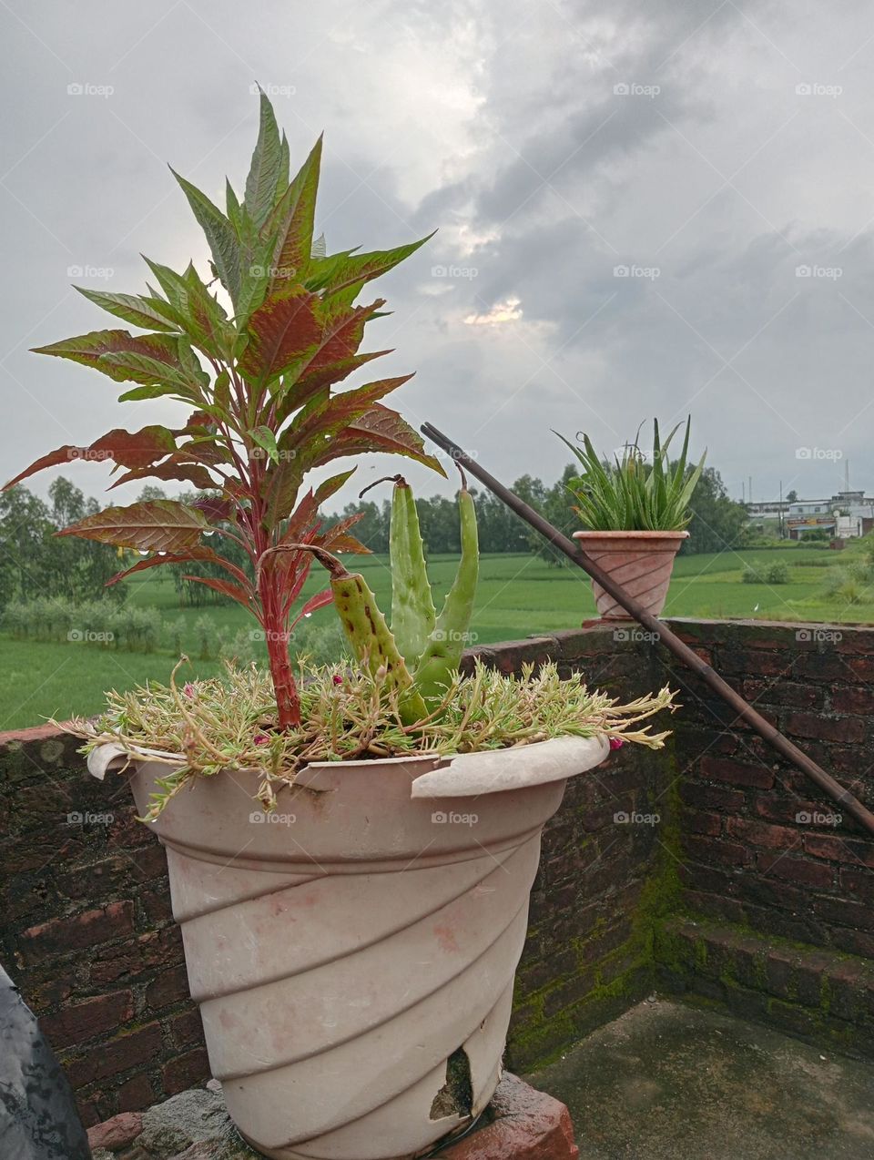 Amaranthus is a cosmopolitan group of more than 50 species which make up the genus of annual or short-lived perennial plants collectively known as amaranths.
