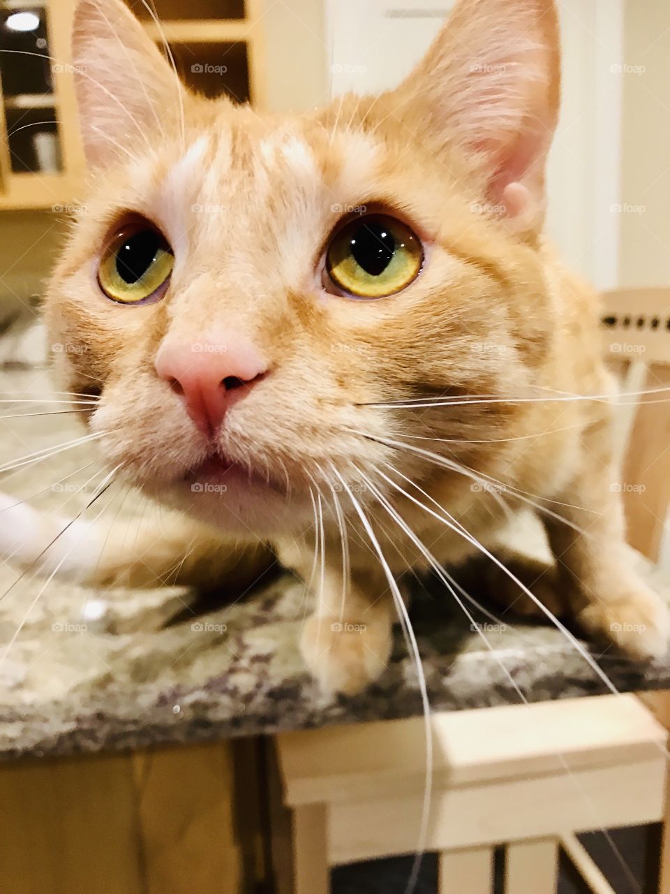 Silly orange tabby cat looking like he is about ready to chase something and leap off the countertop! 