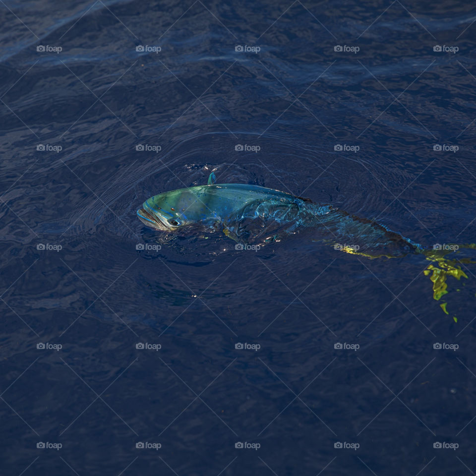 Mahi Mahi Breaking The surface