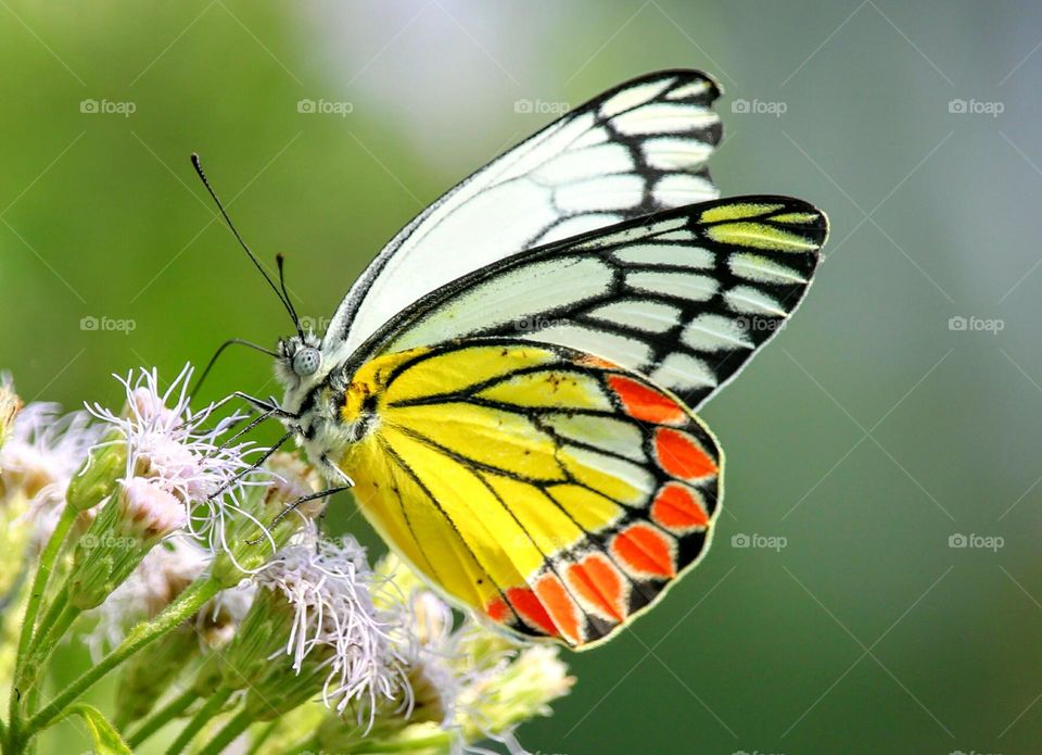Beautiful and colourful butterfly
