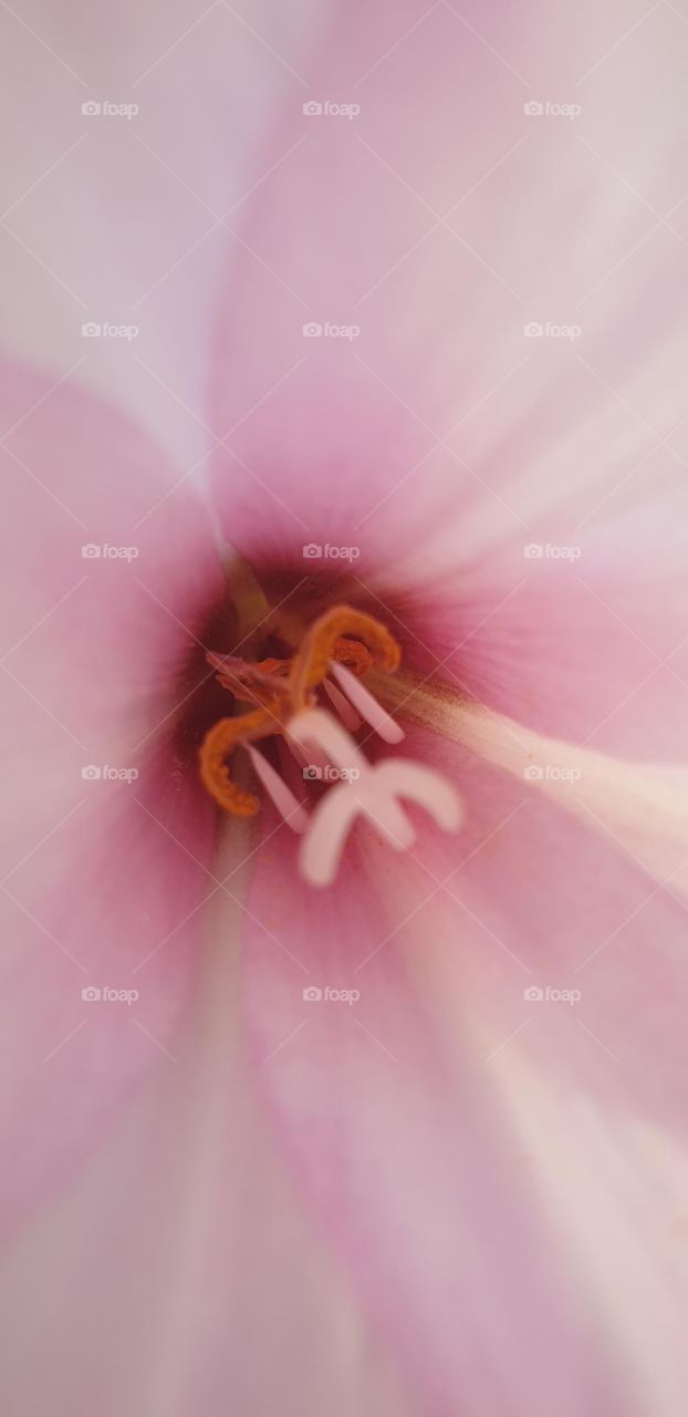 lily, beautiful flower with white and pink sparkles, revealing its delicate pistils