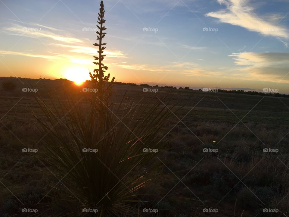 Sunset yucca