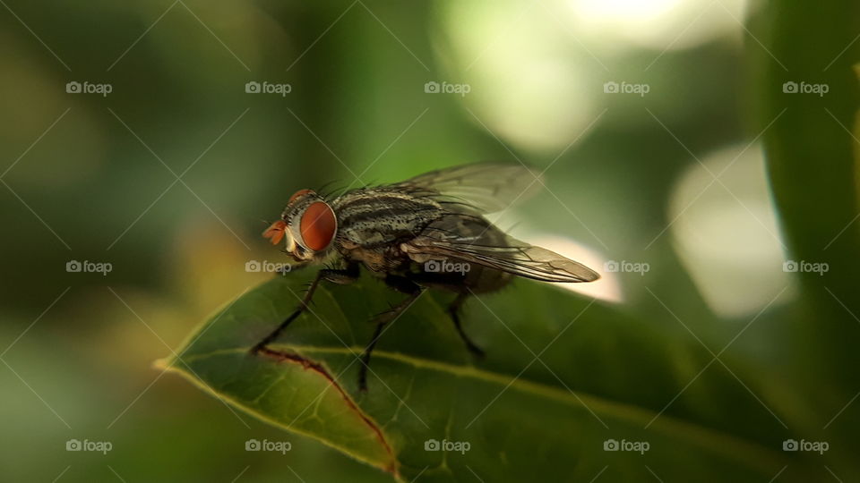 Housefly