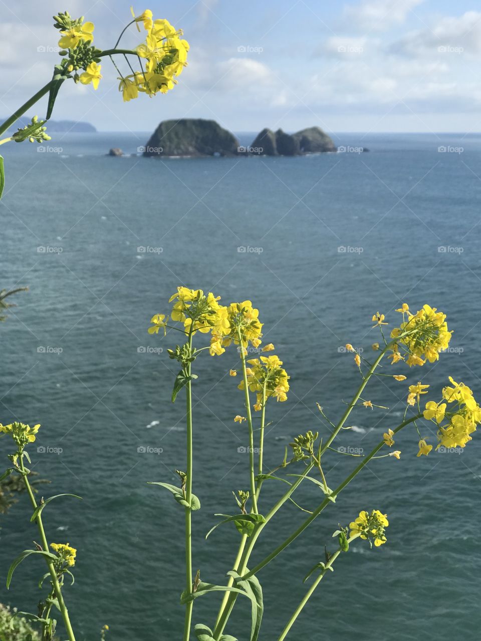 Yellow wildflowers on Oregon Coast