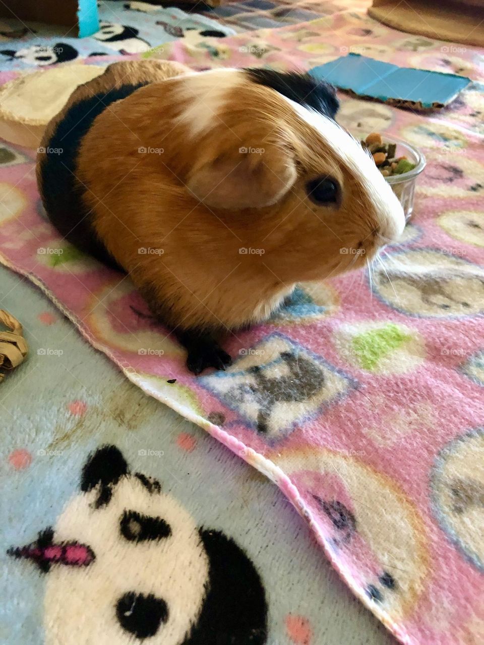 Play time on the bed / Danny my Guinea pig 
