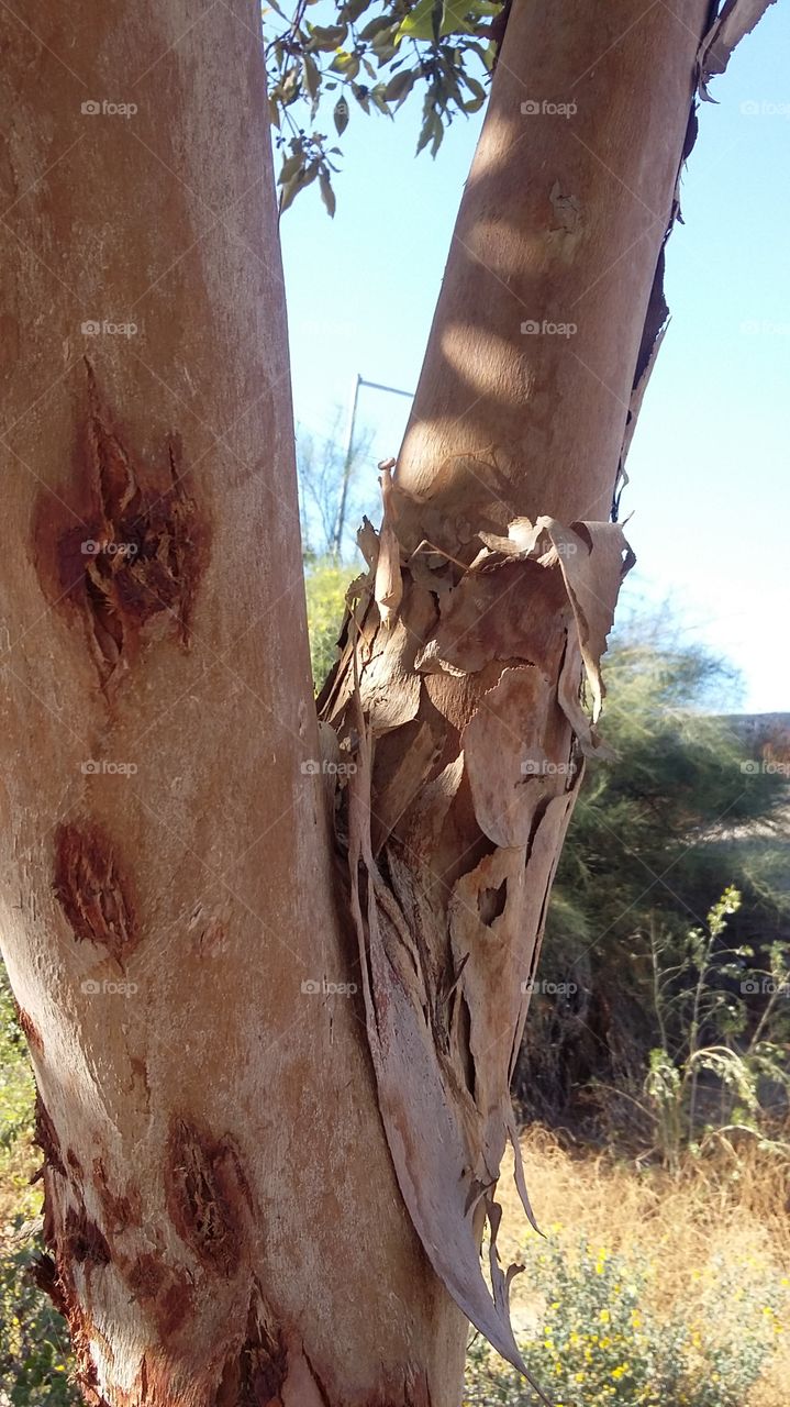 Mantis on Tree