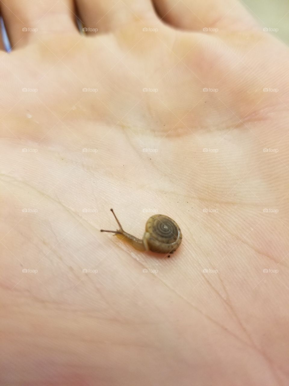 little snail friend