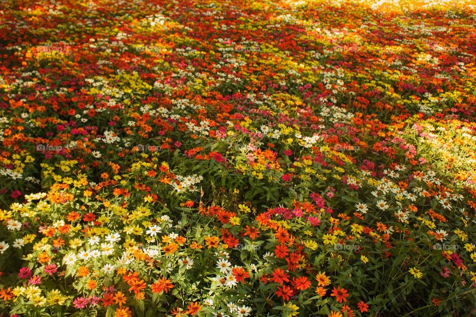 colorful field of daisies