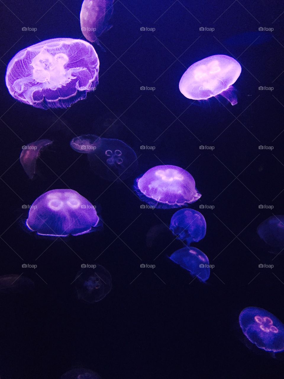 Some jelly fish. 