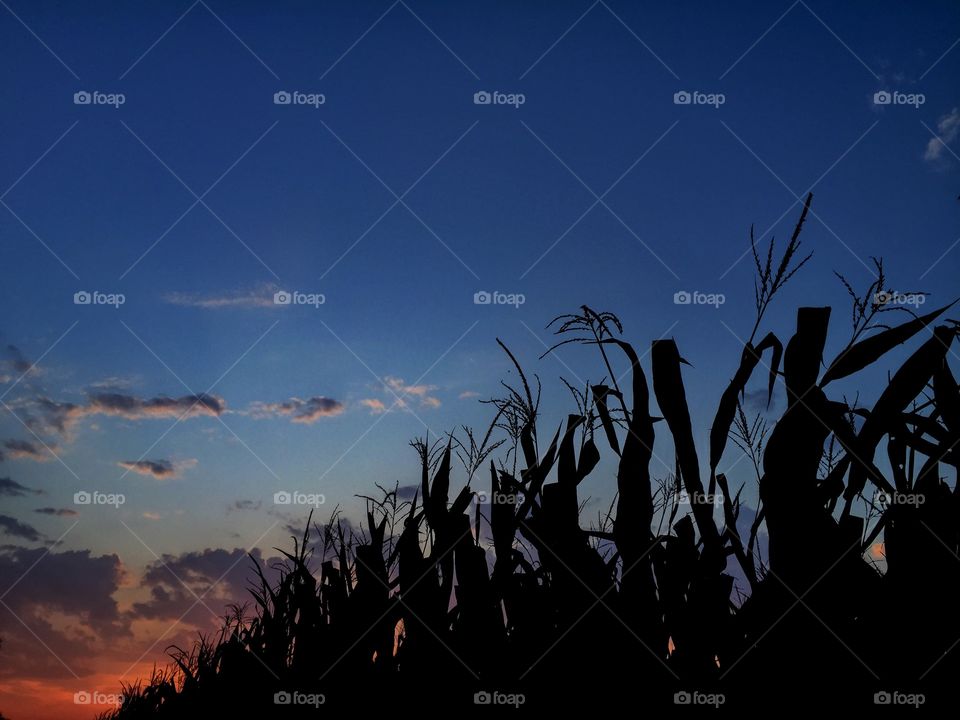 Scenic view of agriculture at sunset