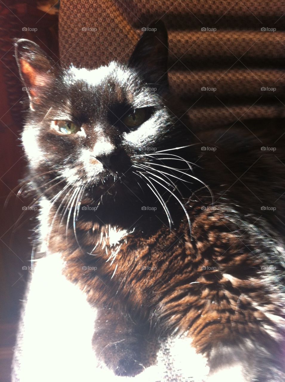 Sunny Selina. My cat Selina in the sun.