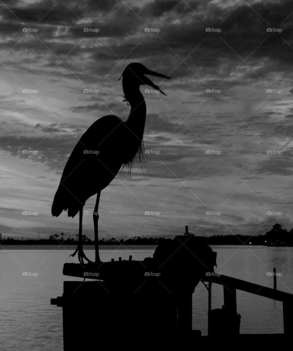 Black and white photo of Blue Heron sitting on the dock with his beak open.