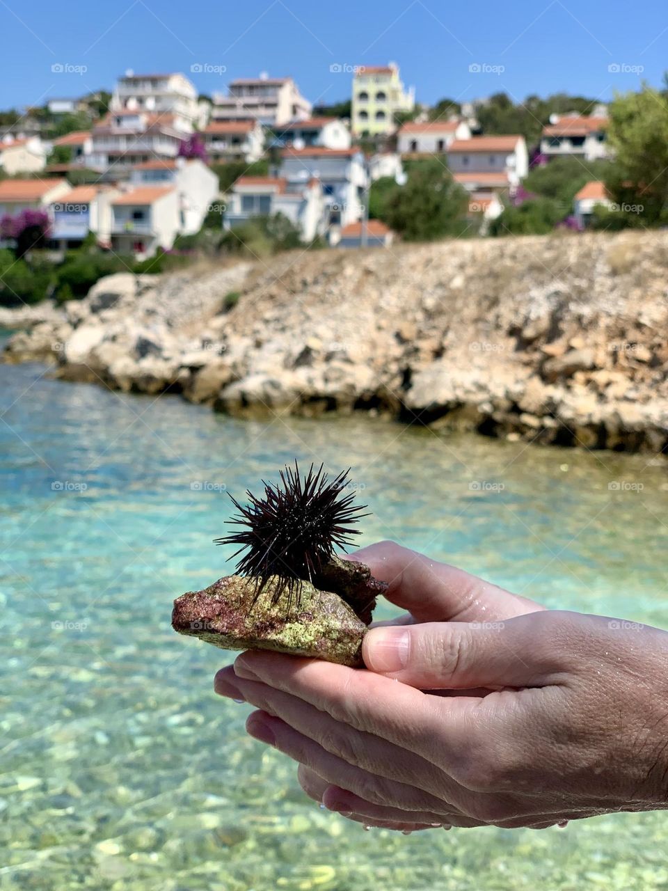 Urchin, blue sea, small town in summer 