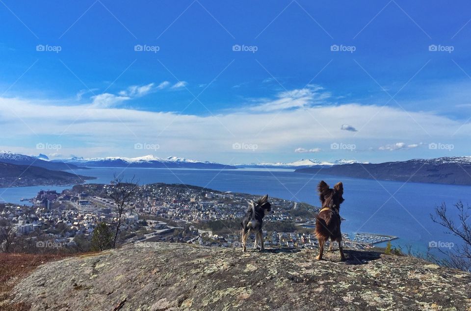 Narvik seen by two Chihuahuas 