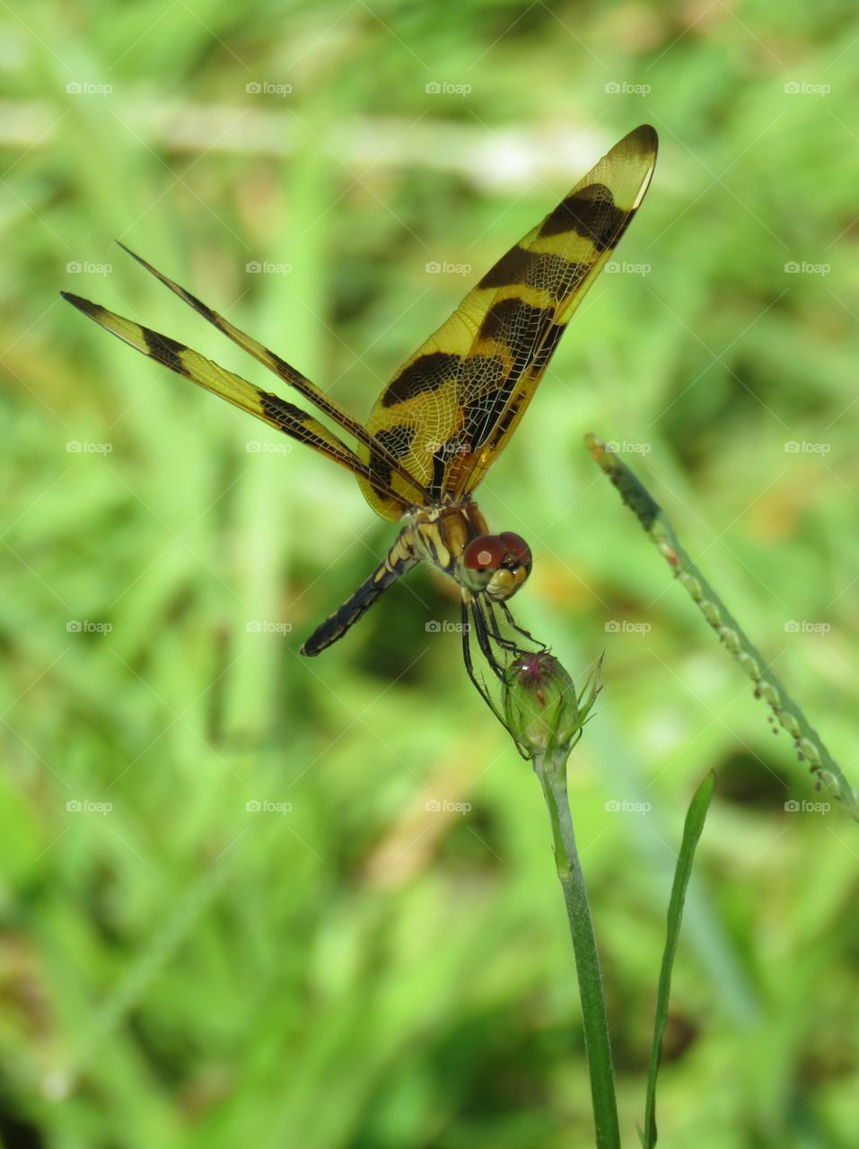 Halloween Pennant dragonfly