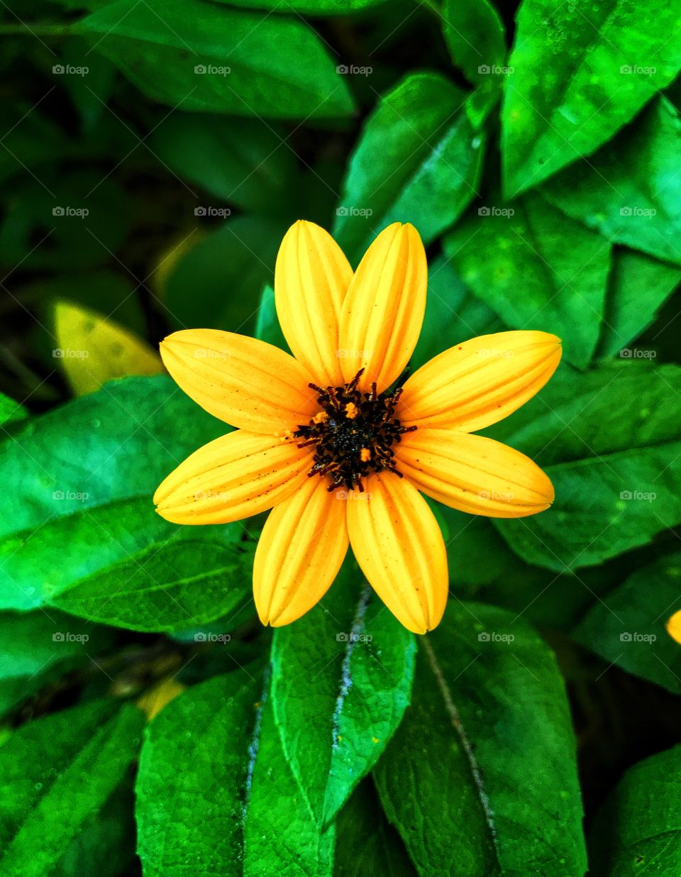 Beach sunflower—taken in St. Augustine, Florida 