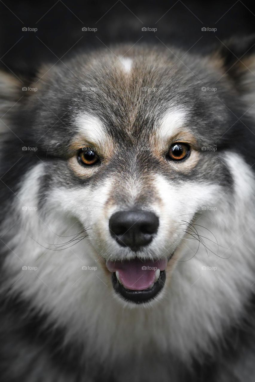 Portrait of a young Finnish Lapphund dog