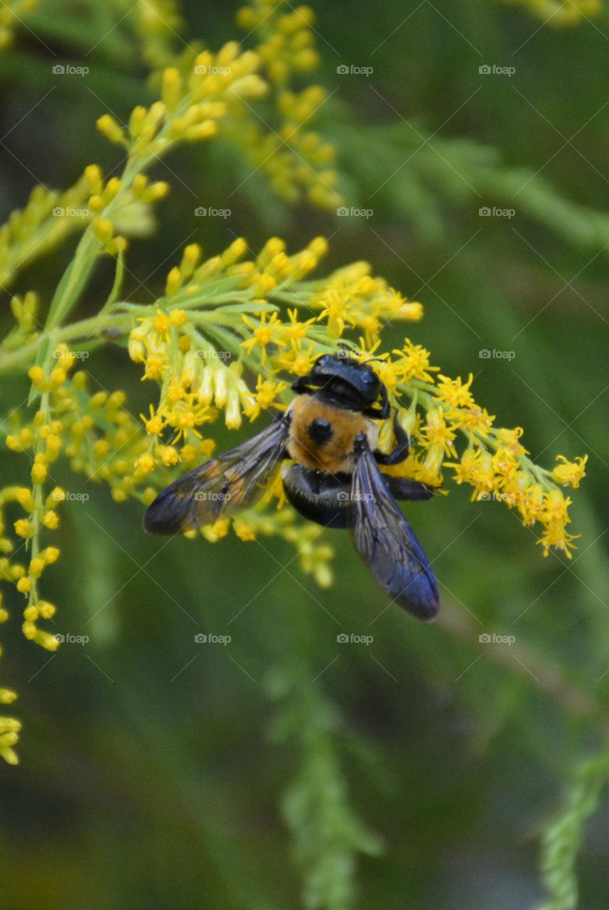 Bee's are an important part of our environment! They pollinate and feed on wild plants which becomes part of their life cycle! They struggle to survive in our environment because of direct and over use of chemicals! "Bee Aware"!