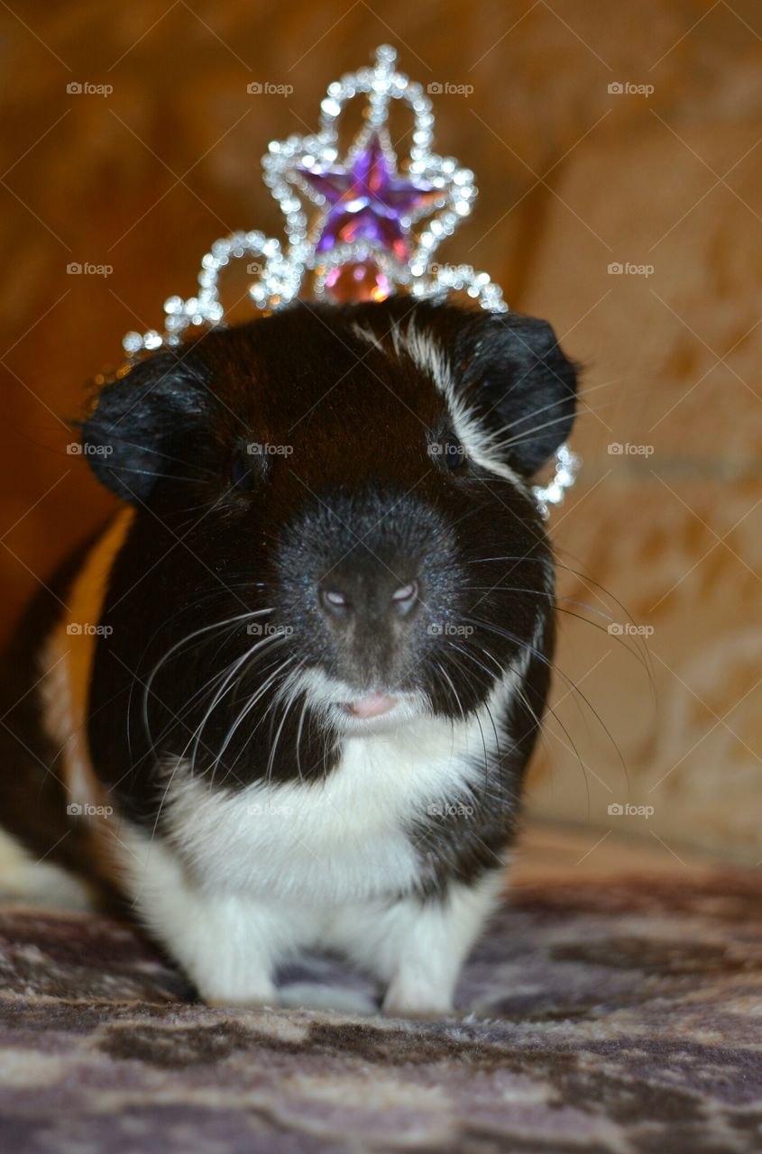 Guinea pig with shiny crown