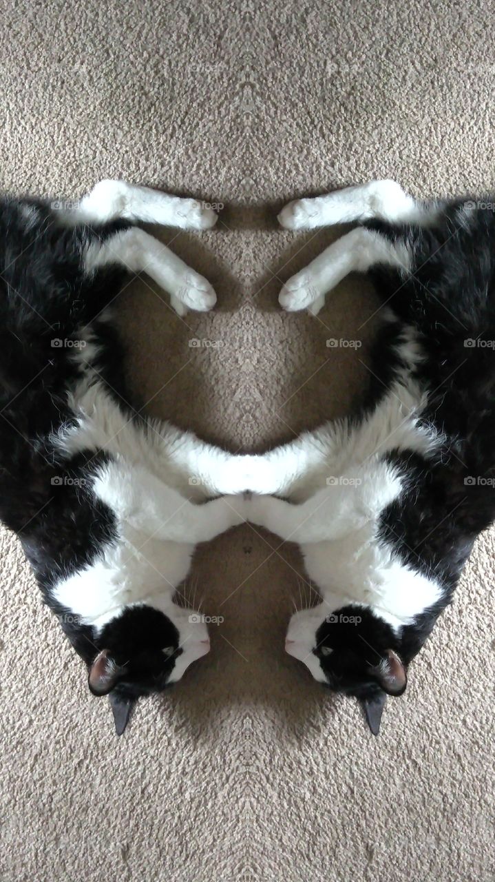 Mirror cat