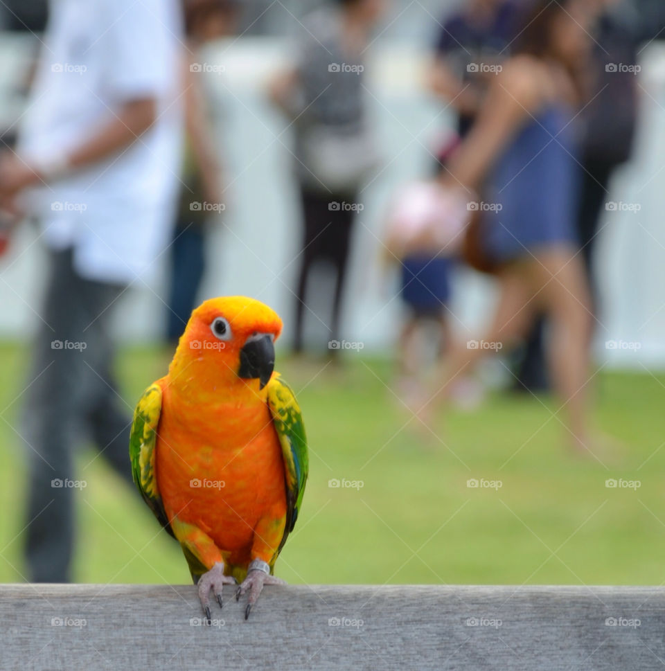 bird bench parakeet by sklaria