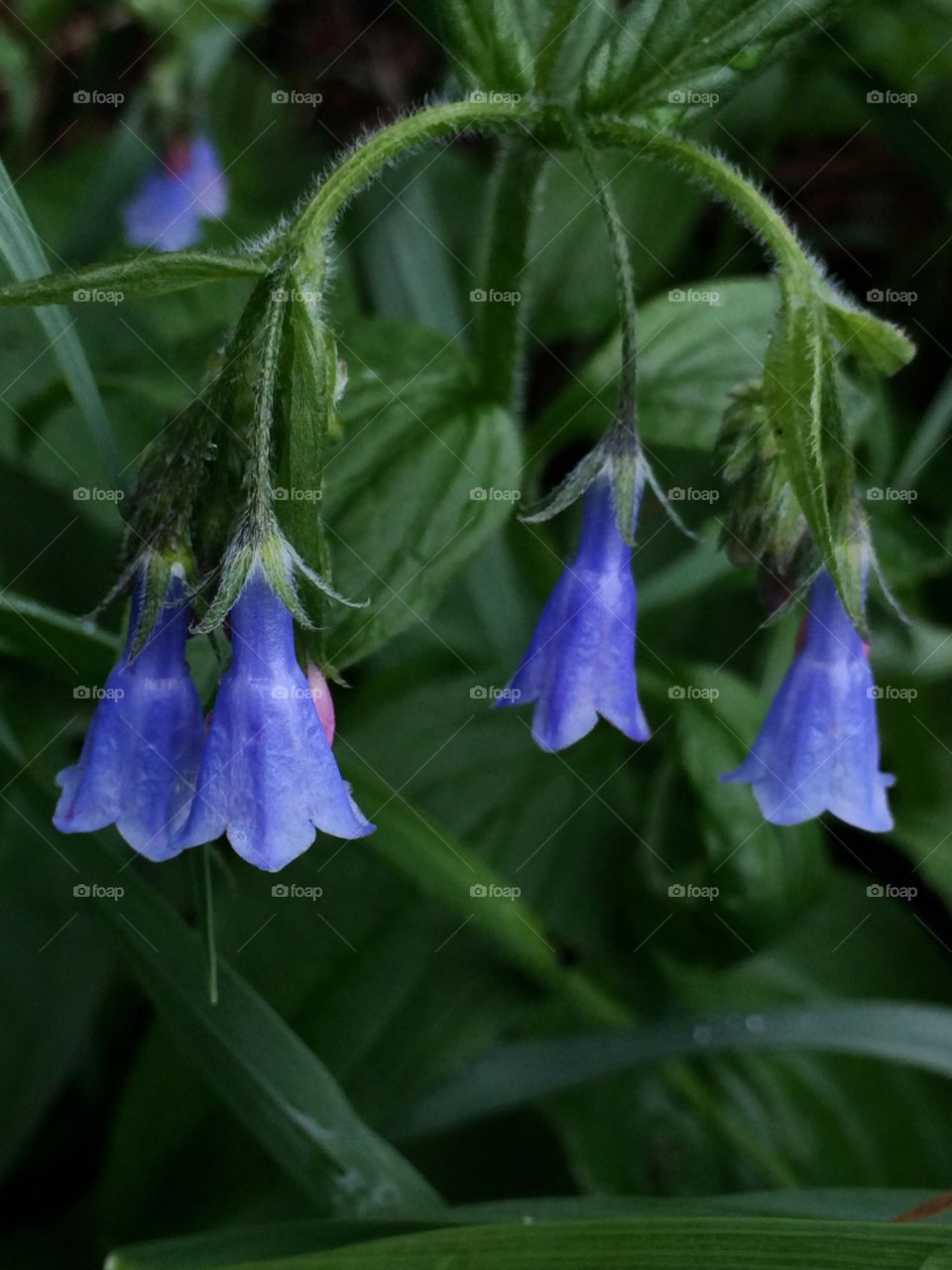 Bluebells 