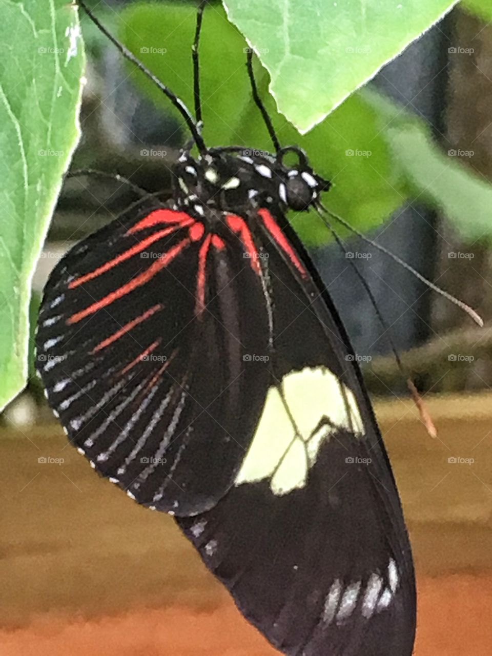 Upside down butterfly 