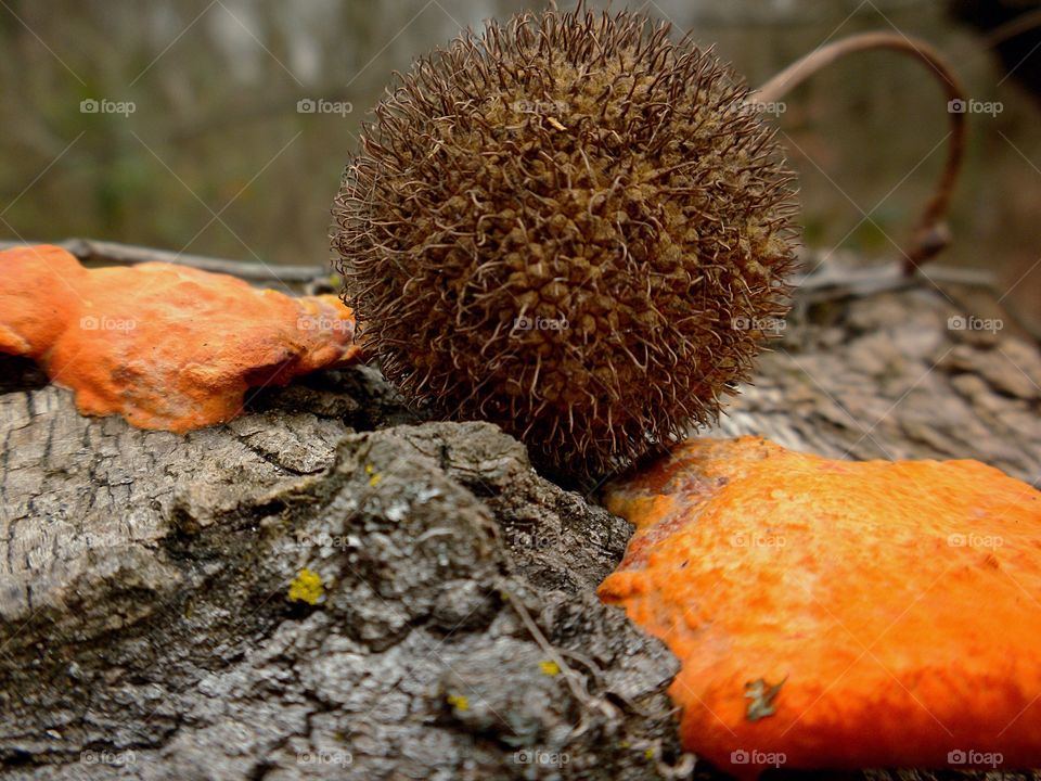 Tangerine fungus