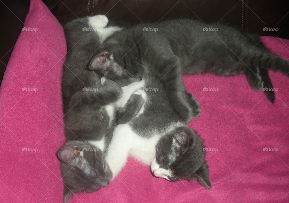 One day at our campsite my husband thought it was a good idea to feed a stray pregnant cat smoked salmon. She never left. We kept two of the kittens and found the others a good home. But we got to keep them until weaned. All boys & oh so cute!