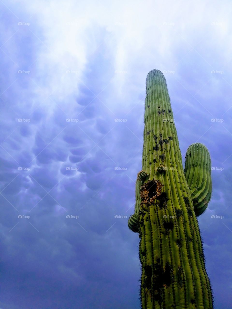 beautiful saguaro toward a stormy sky which I think makes it makes it look underwater