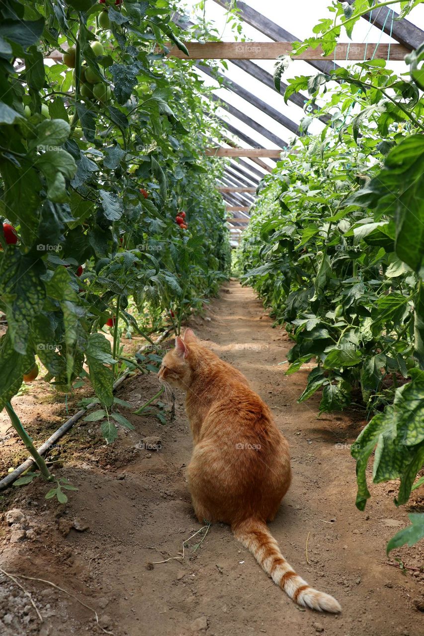 orange cat in the garden