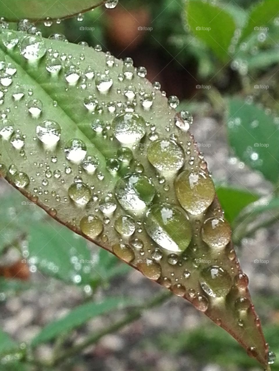 Gift from the rain